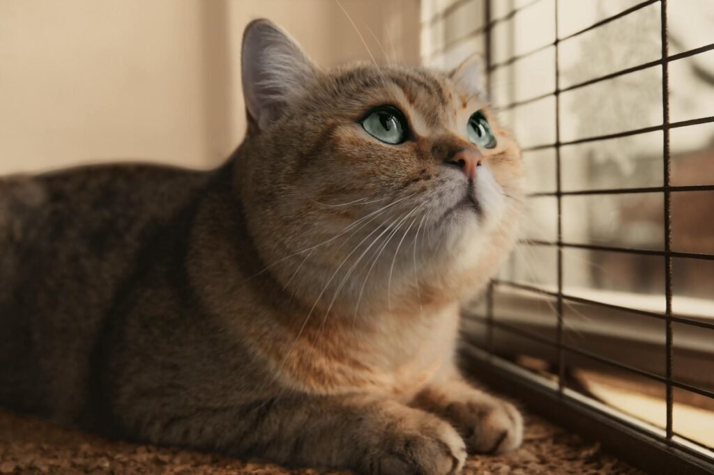 Best Soft Cat Carrier Large Cats 2026: Comfort vs Convenience