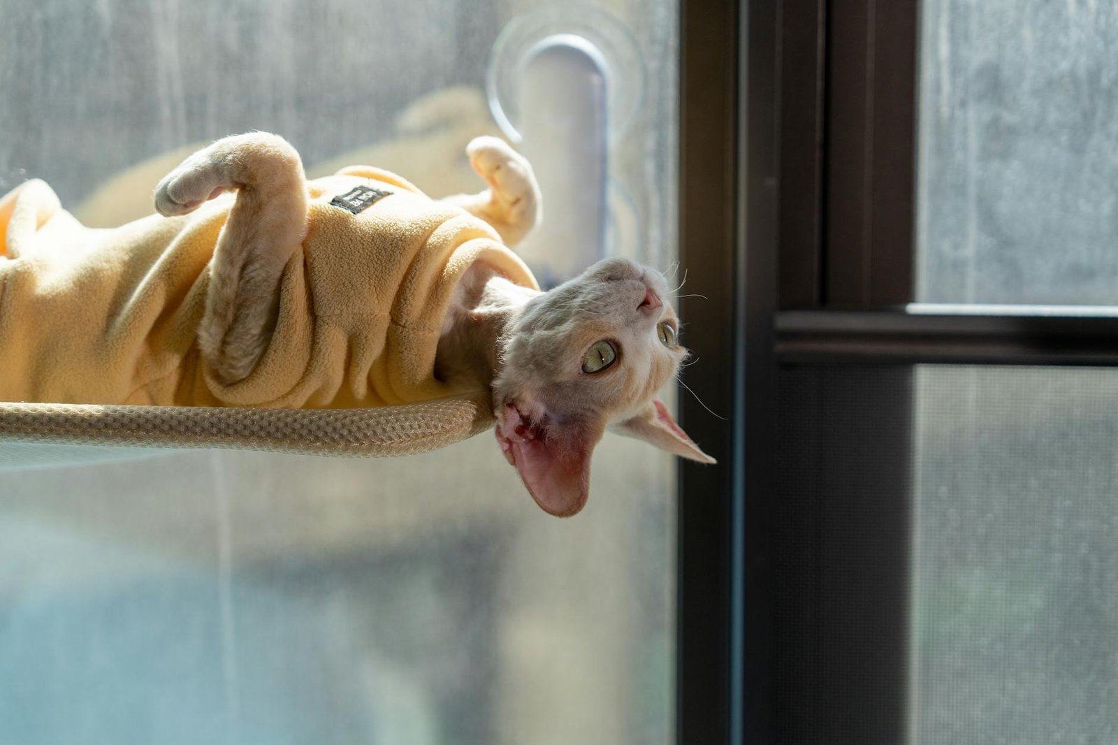 Cat Exercise Wheel Worth Buying 2026: Expert Guide