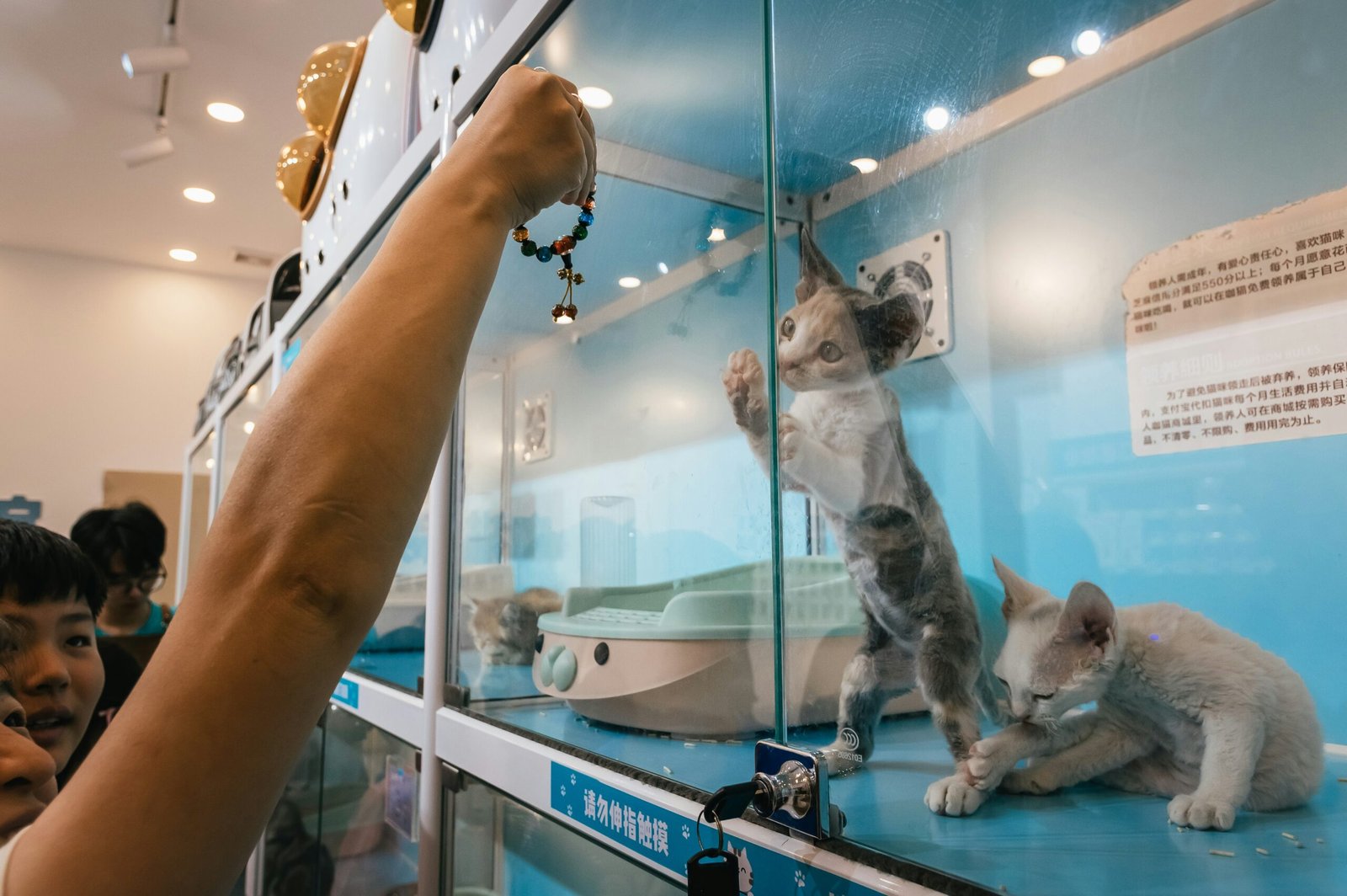 Best Cat Dental Toothpaste 2026: 6 Expert-Tested Options