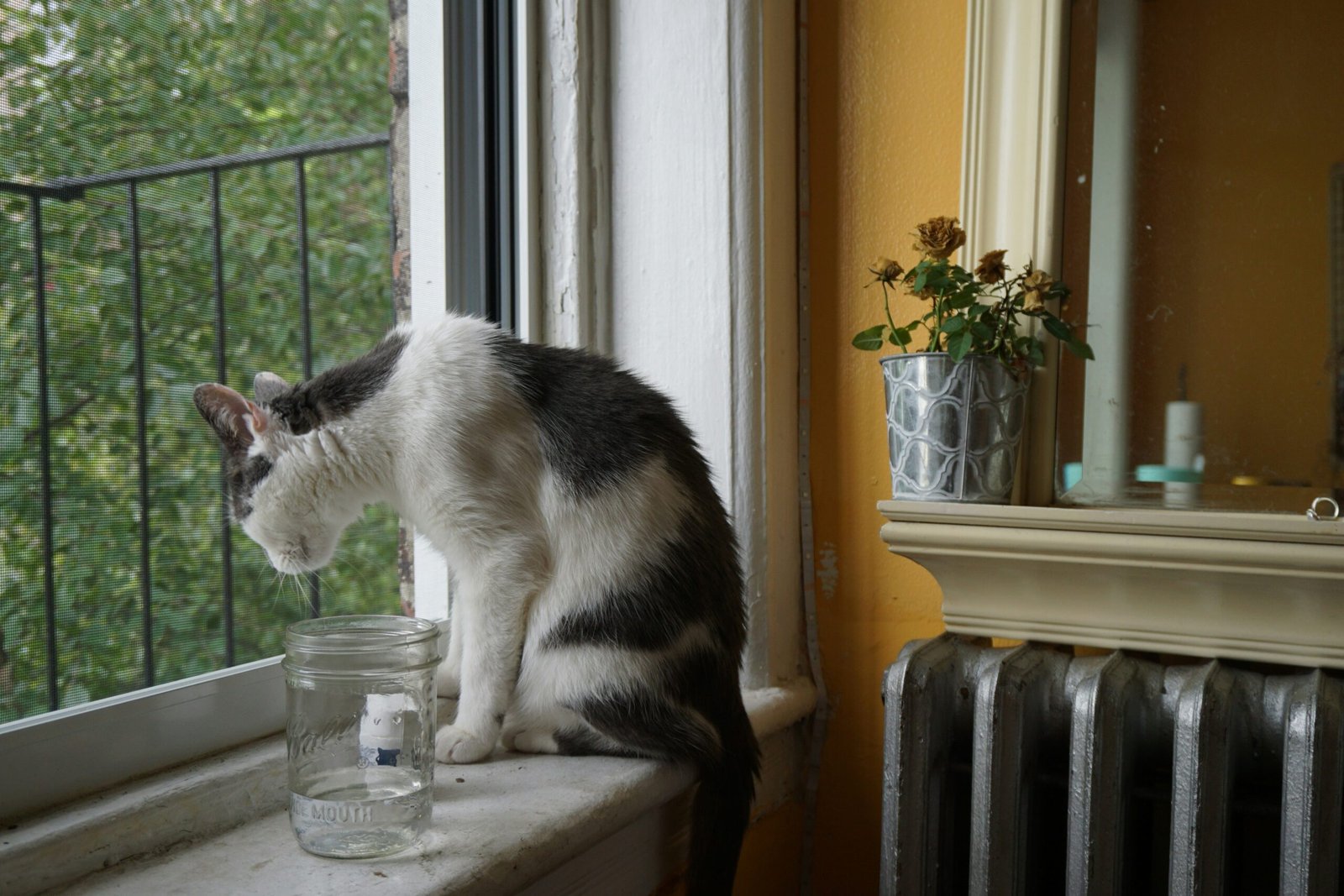 One RFID vs SureFlap Smart Feeders: 6 Best Options 2026 One RFID vs SureFlap Smart Feeders: 6 Best Options 2026