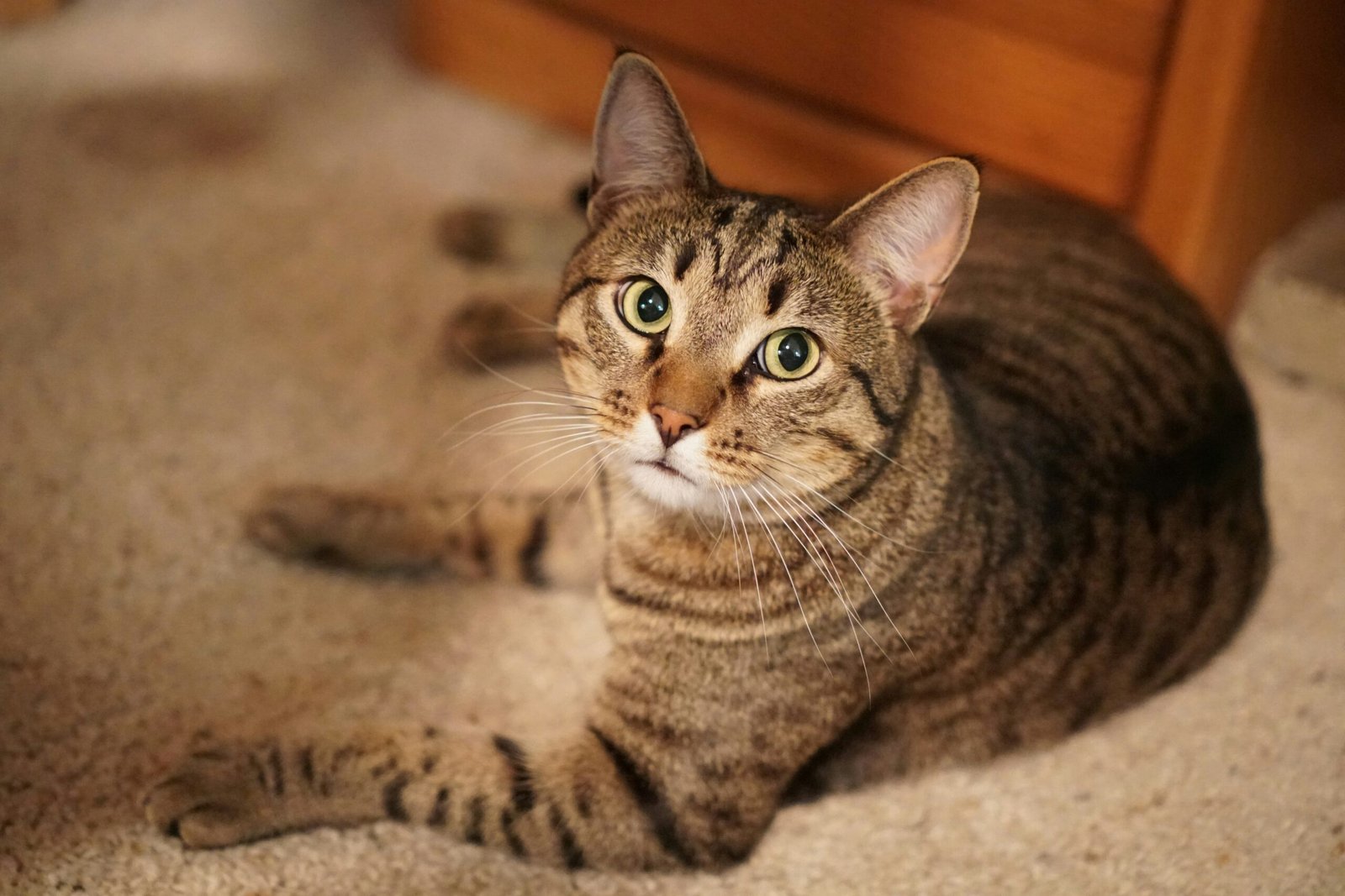 Bravecto Plus for Cats Review 2026: Long-Lasting Protection