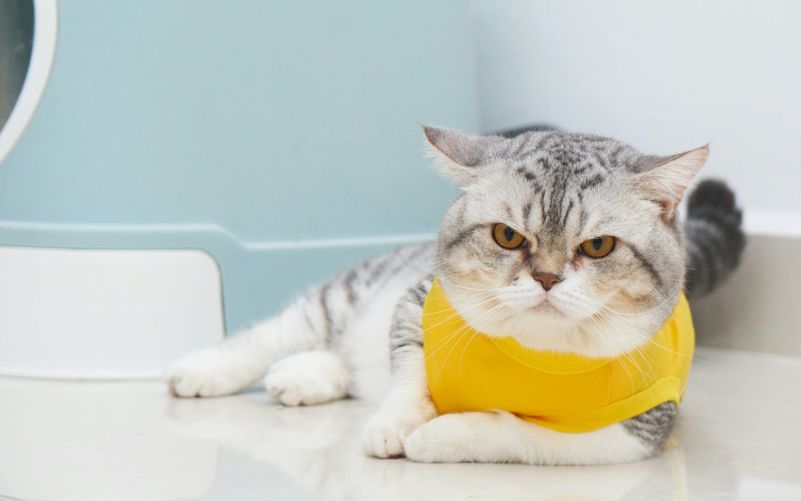 Petlibro Luma Litter Box Review 2026: AI Worth Premium Price? Petlibro Luma Litter Box Review 2026: AI Worth Premium Price?