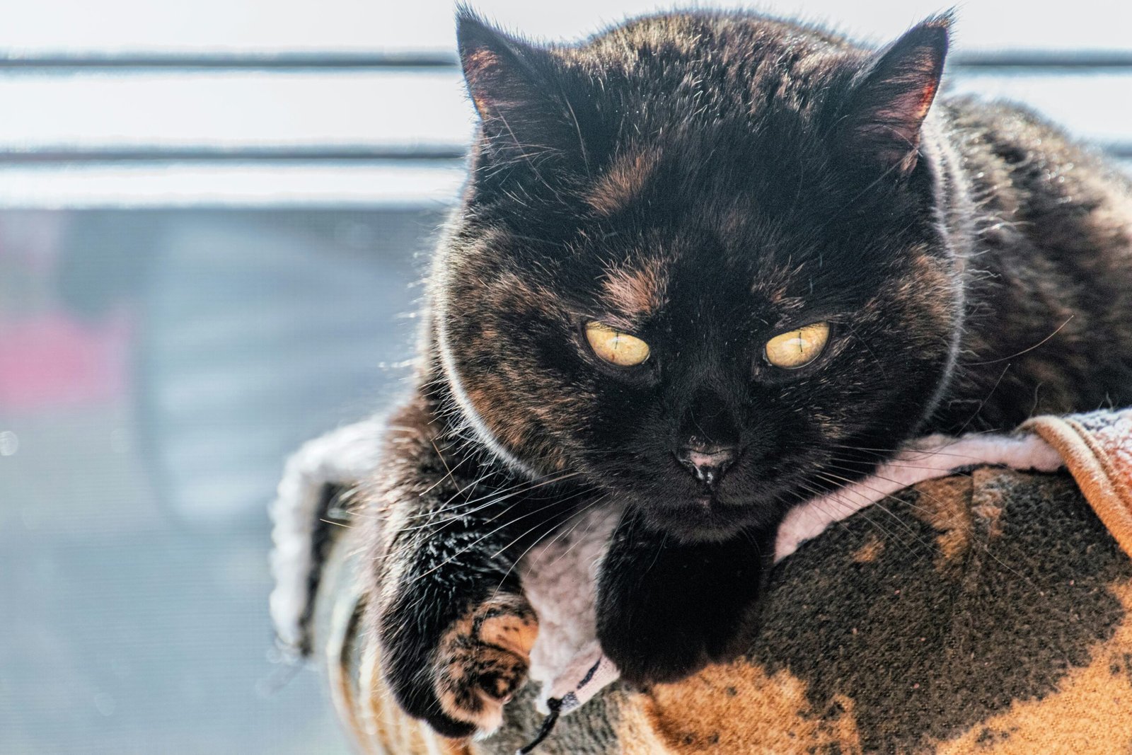 Revolution Plus vs Bravecto Plus for Cats 2026: Which Works Better?