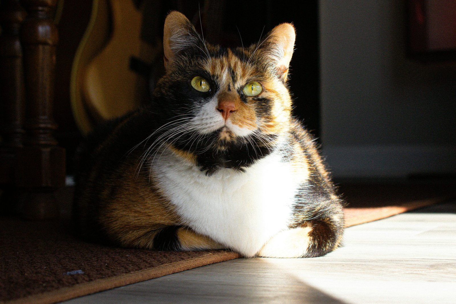 Profender Dewormer Cats Review 2026: Real Side Effects & Tips Profender Dewormer Cats Review 2026: Real Side Effects & Tips