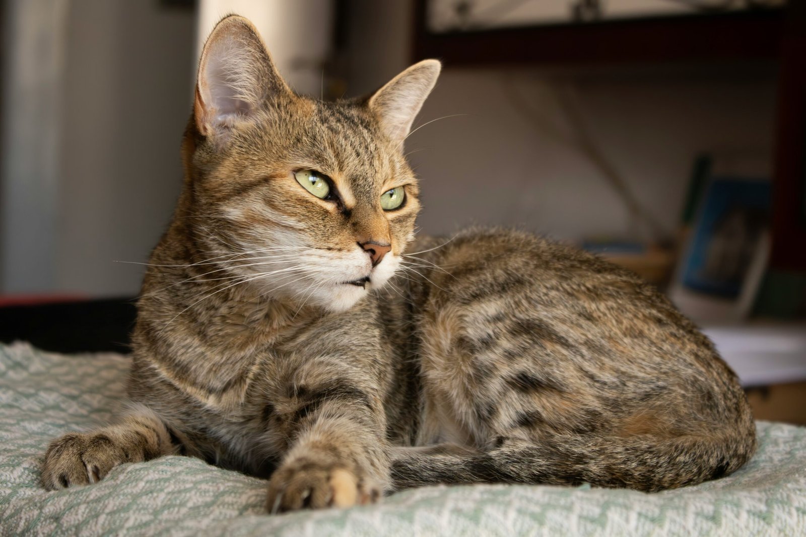 Best Cat Skin Allergy Treatment 2026: 3 Vet-Approved Options