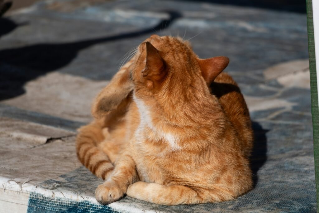 Bravecto Plus for Cats Review 2026: Long-Lasting Protection