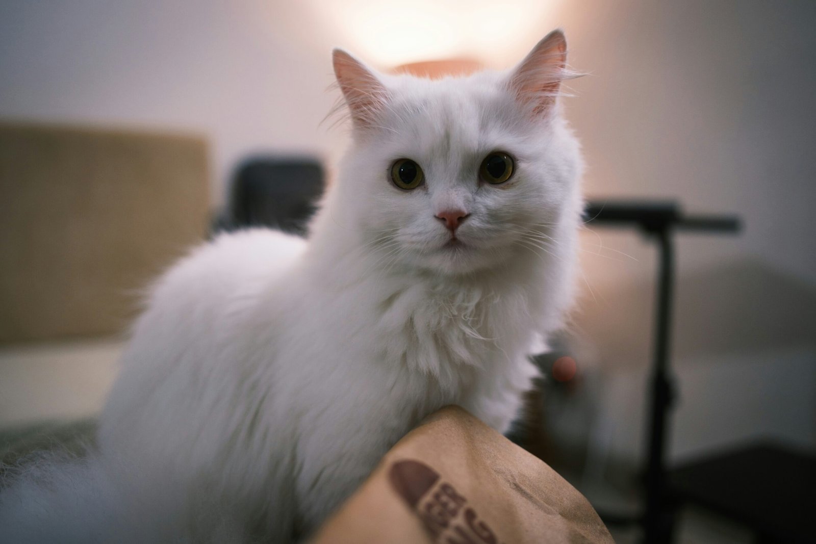 Hill's Science Diet vs Wellness CORE Cats 2026: Which Wins? Hill