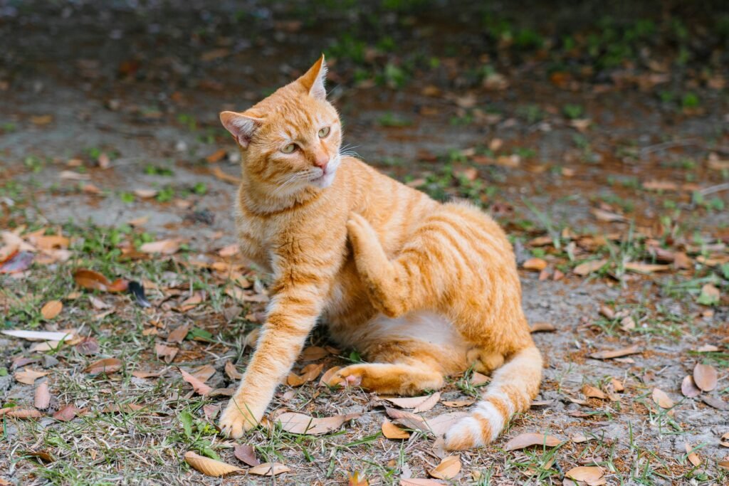 Best Cat Skin Allergy Treatment 2026: 3 Vet-Approved Options