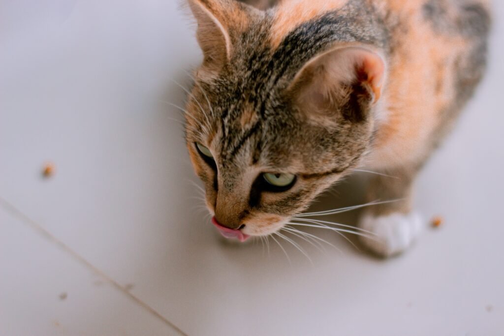 Best Cat Multivitamin Chews 2026: Expert Reviews & Guide