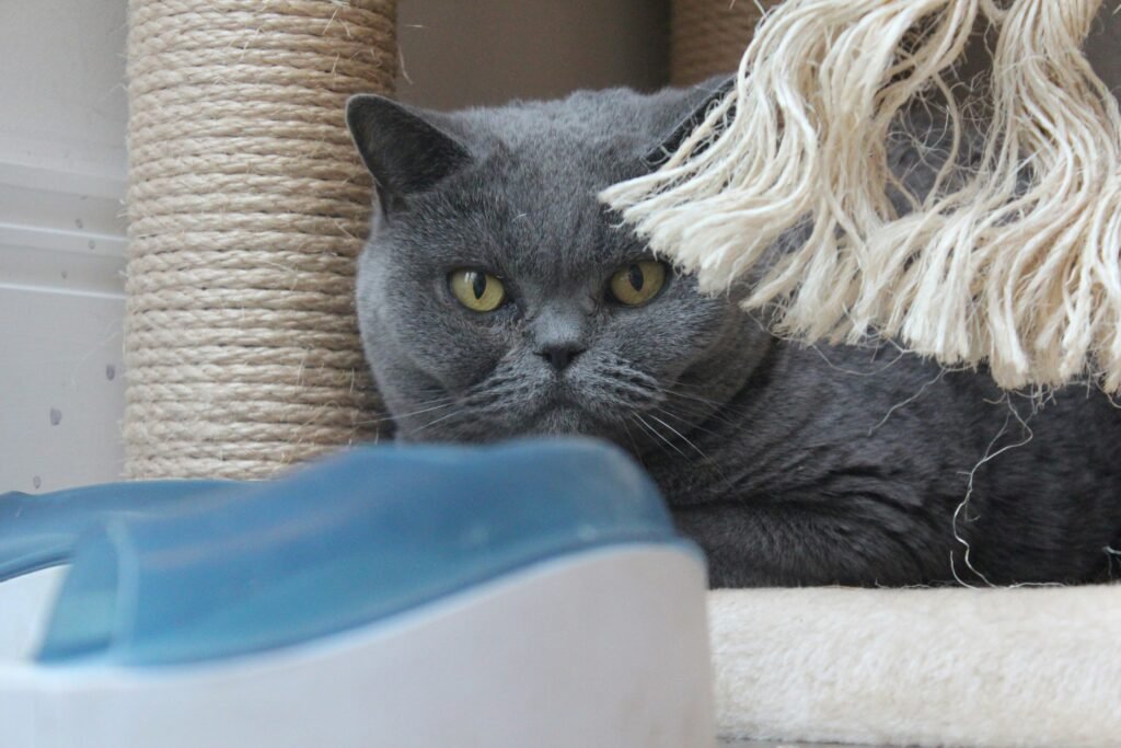 Dockstream 2 Smart Fountain Review 2026: Hidden Costs Exposed