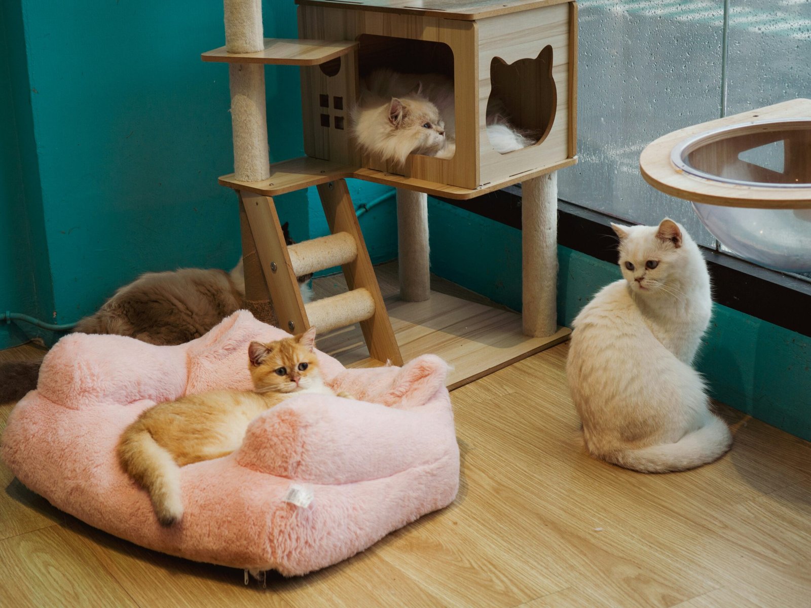 MAU Lifestyle Cat Tree Worth $399? Honest Review 2026 MAU Lifestyle Cat Tree Worth $399? Honest Review 2026