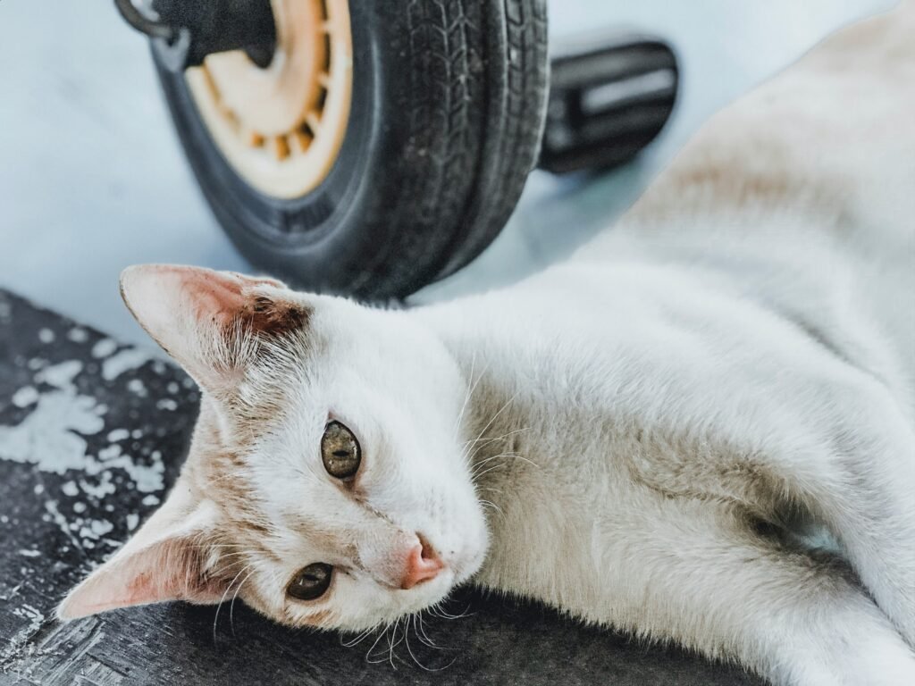Do Cat Exercise Wheels Really Work Bengal Cats? 2026 Guide Do Cat Exercise Wheels Really Work Bengal Cats? 2026 Guide