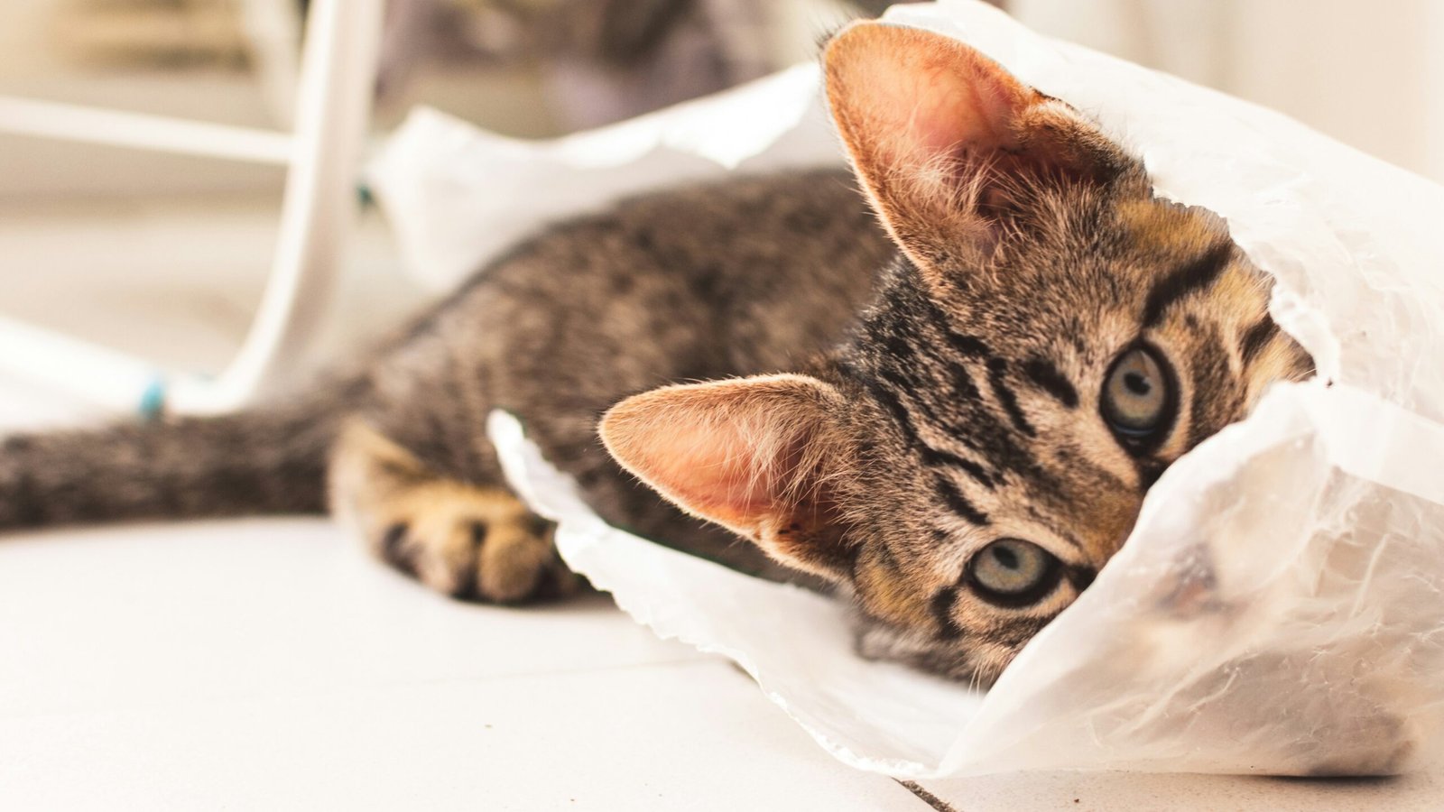 Bravecto Plus for Cats Review 2026: Long-Lasting Protection