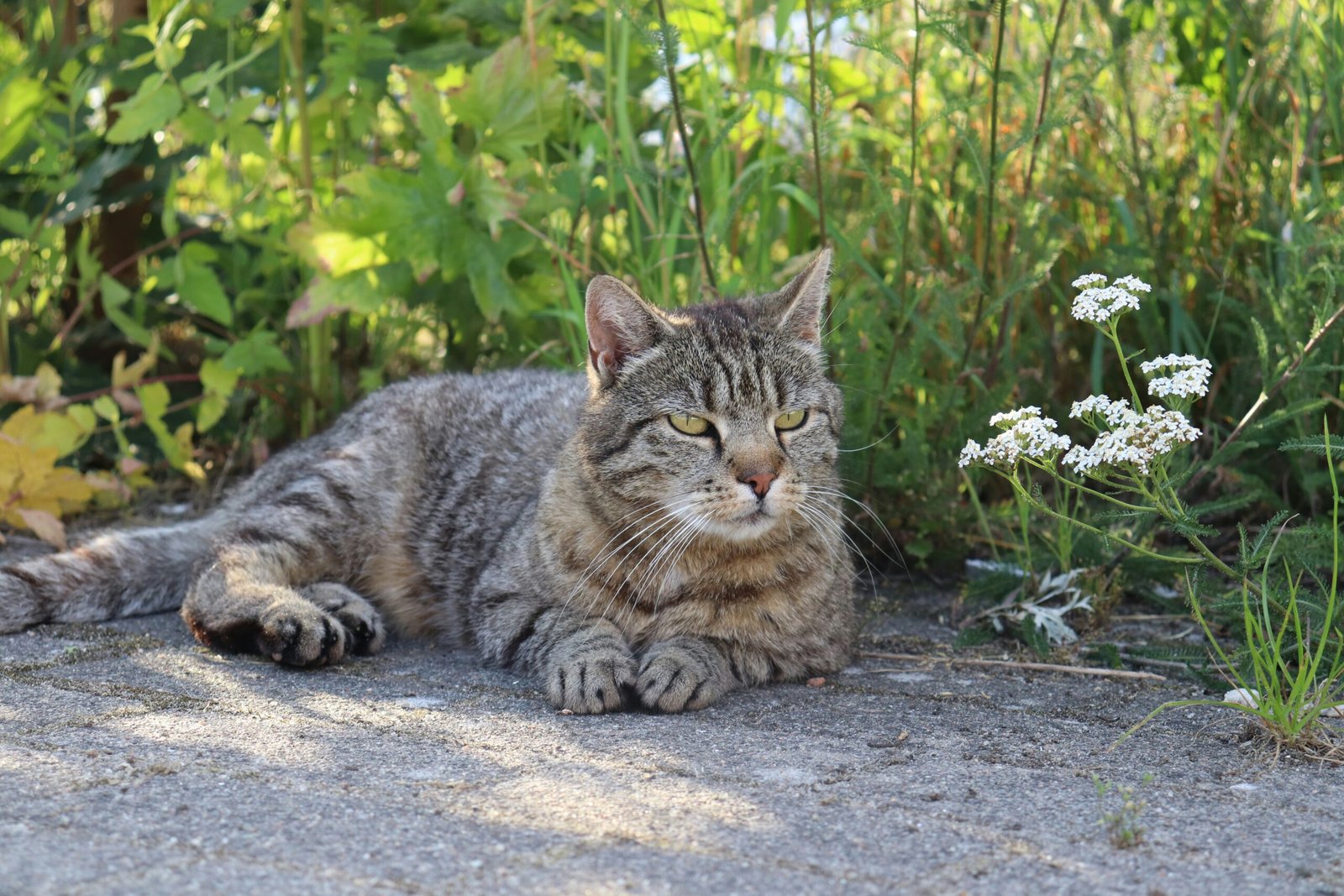 Best Cat Multivitamin Chews 2026: Expert Reviews & Guide