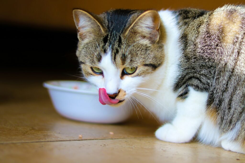 Best Wet Cat Food for Indoor Cats 2026: Safe Storage Solutions Best Wet Cat Food for Indoor Cats 2026: Safe Storage Solutions