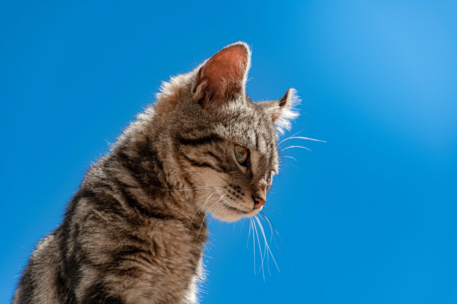 Cleanaural Ear Cleaner Cats Review 2026: Worth the Investment?