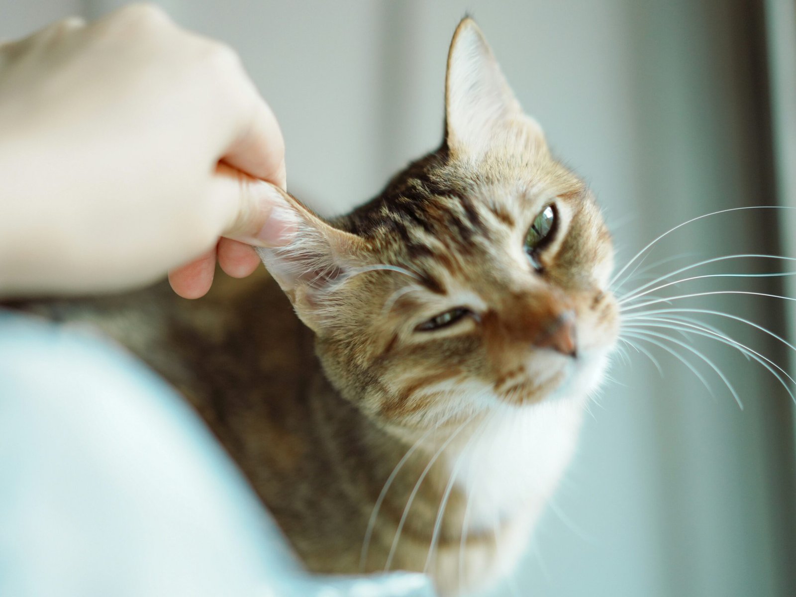 Best Cat Skin Allergy Treatment 2026: 3 Vet-Approved Options