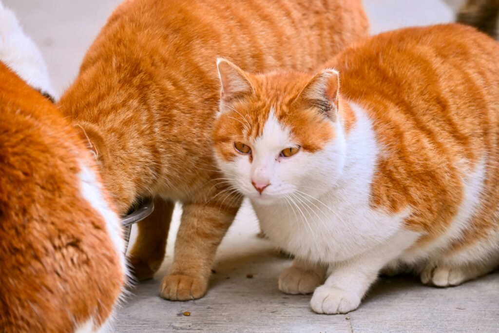 Hill's Science Diet vs Wellness CORE Cats 2026: Which Wins? Hill's Science Diet vs Wellness CORE Cats 2026: Which Wins?