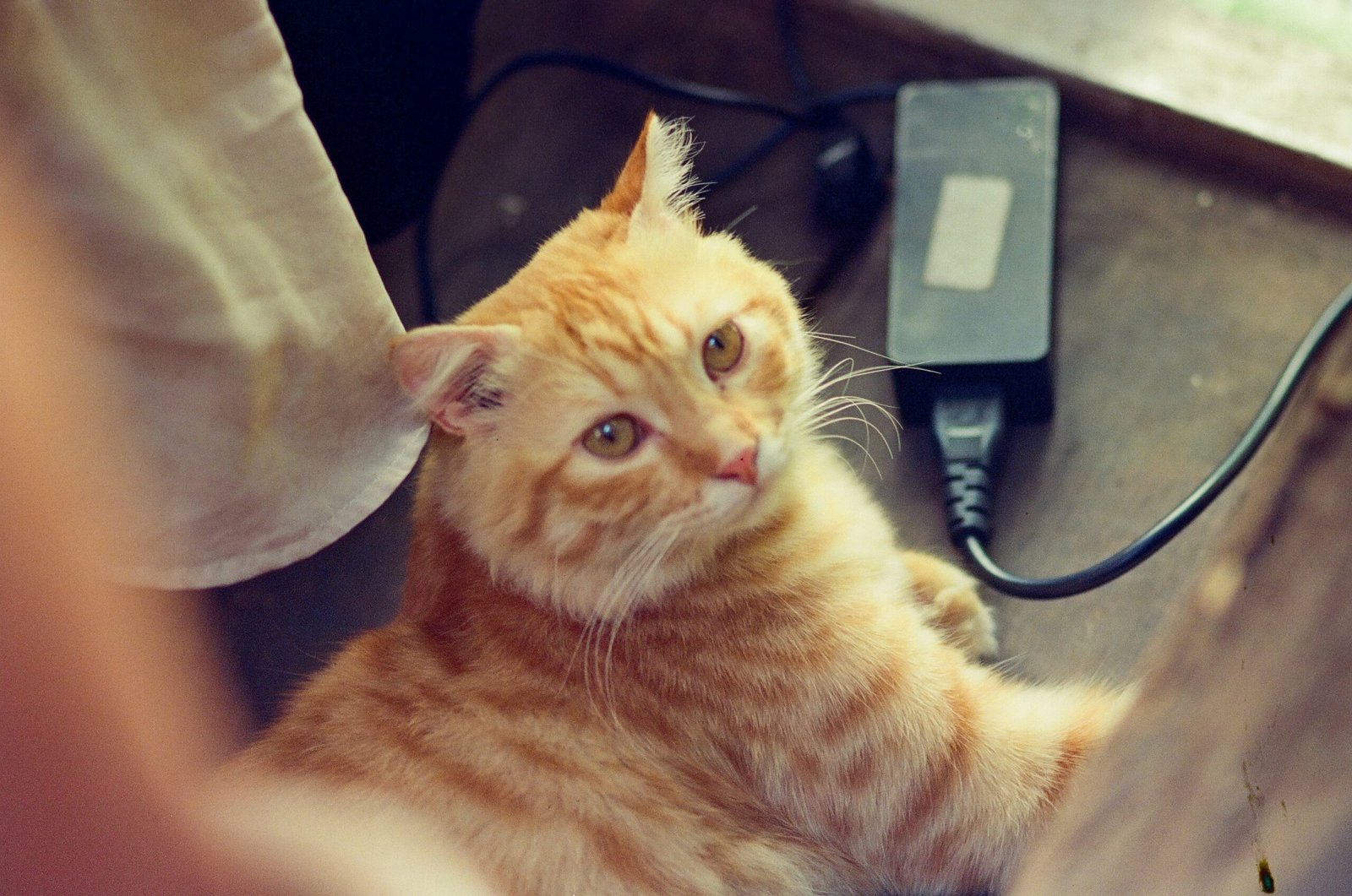 Smart Wet Food Feeder Cats Automatic 2026: Top 6 Tested Picks