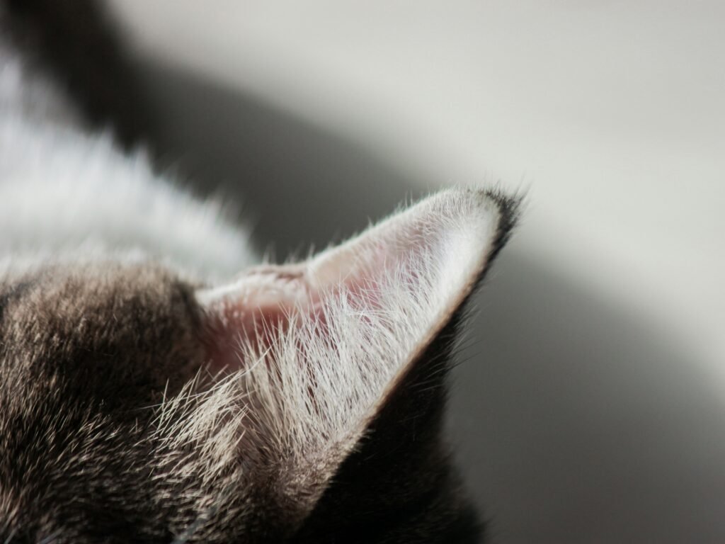 Cleanaural Ear Cleaner Cats Review 2026: Worth the Investment?