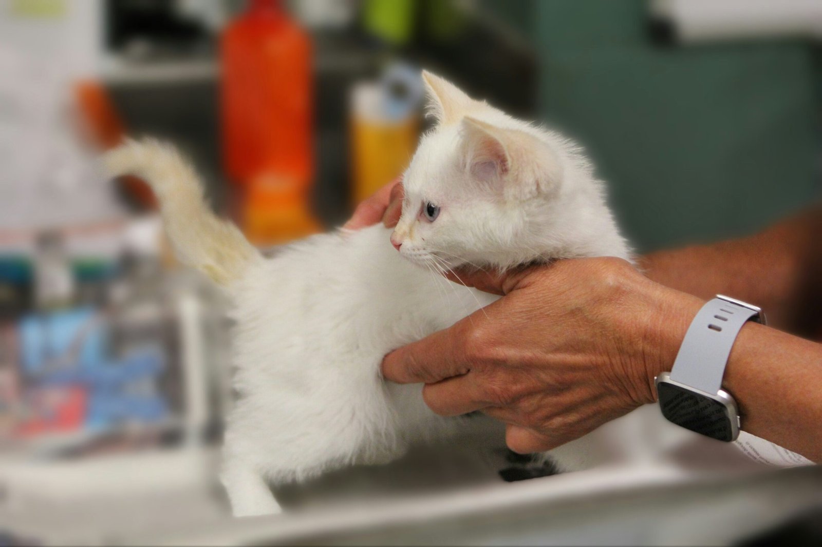 Cleanaural Ear Cleaner Cats Review 2026: Worth the Investment?