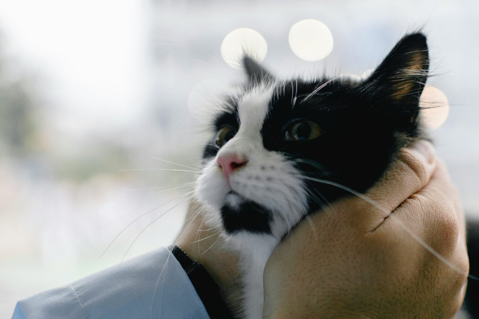 Anxitane for Cats Anxiety Review 2026: Does It Really Work?