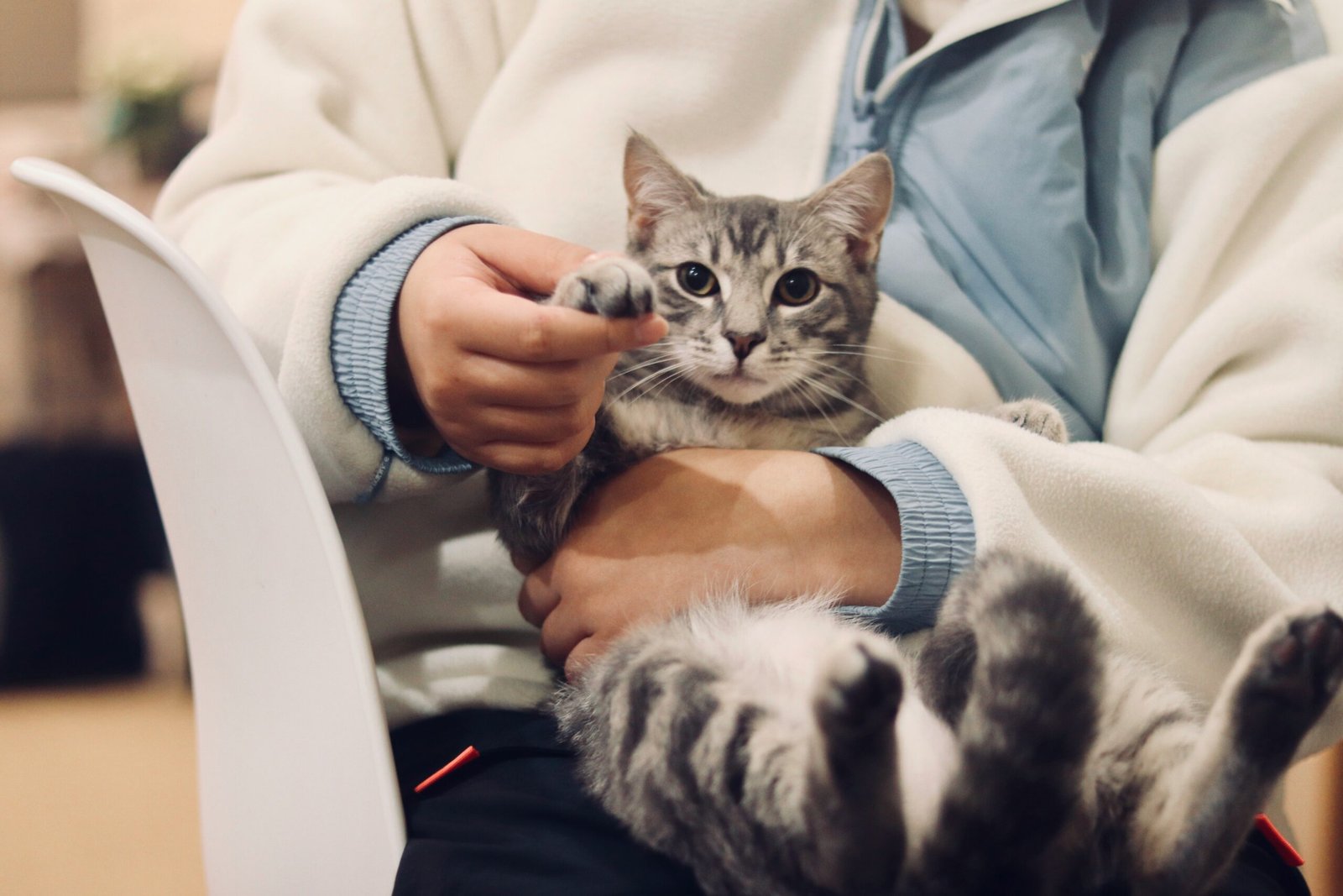 Best Cat Joint Pain Supplements for Arthritis 2026: Expert Guide Best Cat Joint Pain Supplements for Arthritis 2026: Expert Guide
