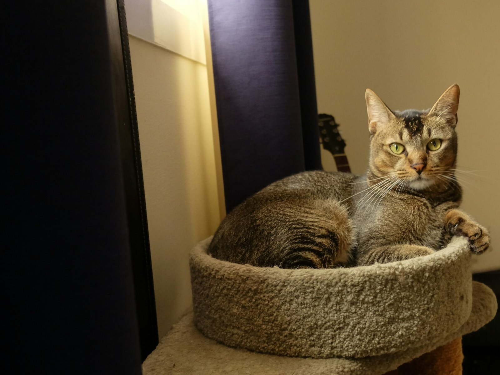 Do Cat Exercise Wheels Really Work Bengal Cats? 2026 Guide