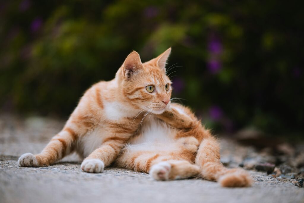 Best Cat Joint Pain Supplements for Arthritis 2026: Expert Guide Best Cat Joint Pain Supplements for Arthritis 2026: Expert Guide